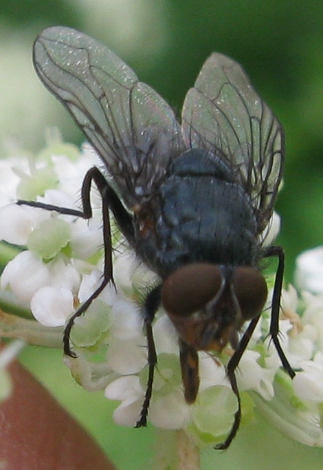 Calliphora vicina M (Calliphoridae)